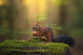 Create THIS BACKLIGHT EFFECT Using ONLY Lightroom