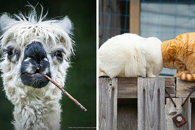 Ak máte zlý deň, finalisti  Comedy Pet Photography Awards 2022 ho určite vylepšia