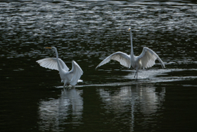 Fotografovanie vtáctva s Fujinon XF 400mm f/4.5 R LM OIS WR