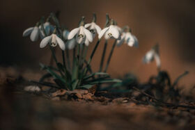 Vítanie jari s Fujifilm X-E5