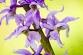 Naše orchidey