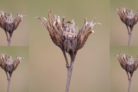Focus stacking v Zoner Studiu: Ako vytvoriť dokonale ostrú fotografiu