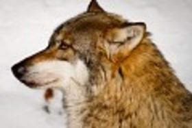Bavorský les - Vlk dravý