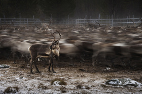 Nevypovedané príbehy ľudí z komunity Saami