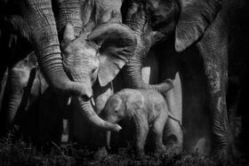 Peter Delaney strávil nespočetné hodiny so slonami, tu je jeho 24 obľúbených fotiek