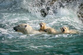 Fotenie ľadových medveďov na opustenej meteorologickej stanici