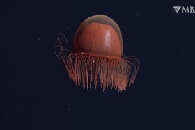Vzácne zábery zachytávajú svetelné chápadlá psychedelickej medúzy, keď pláva Tichým oceánom