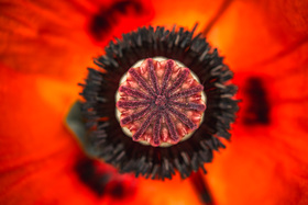 S Fujinon XF 80/2.8 R LM OIS WR Macro v botanickej záhrade