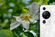 Makro a detail s Huawei P60 Pro