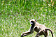 mammals_baboon_IMG_5241.jpg