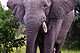 mammals_elephant_IMG_5674.jpg