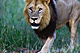 mammals_lion_IMG_6116.jpg