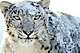 Snow-Leopard_01.jpg