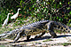 reptiles_crocodile_IMG_7354.jpg