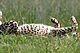 mammals_cheetah_IMG_0907.jpg