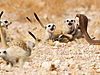 "The Meerkat Mob"