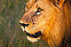 mammals_lion_IMG_6121.jpg