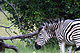 mammals_zebras_IMG_0663.jpg