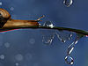 snail-with-drops__880.jpg
