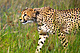 mammals_cheetah_IMG_5107.jpg