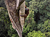 © Tim Laman - Tough Times for Orangutans 02.jpg