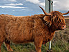 Skotsko2012-8657.jpg