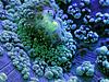 slow-life-acquatic-macro-photography-timelapse-daniel-stoupin-3.jpg