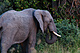mammals_elephant_IMG_7505.jpg