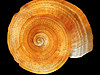 Shell7_1024-X2.jpg