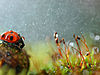 wet-ladybug__880.jpg