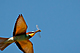 Včelárik zlatý (Merops apiaster).jpg