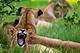 mammals_lion_IMG_5087.jpg