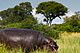 mammals_hippo_IMG_7234.jpg