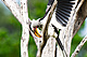 birds_hornbill_yellow_IMG_6466.jpg