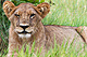 mammals_lion_IMG_0574.jpg