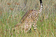 mammals_cheetah_IMG_5112.jpg