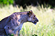 mammals_lion_IMG_5186.jpg