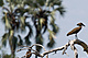 birds_hammerkop_IMG_0118.jpg