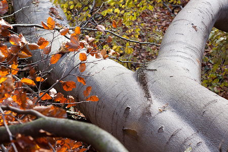 Priroda , Zvierata , les , ... atd ...