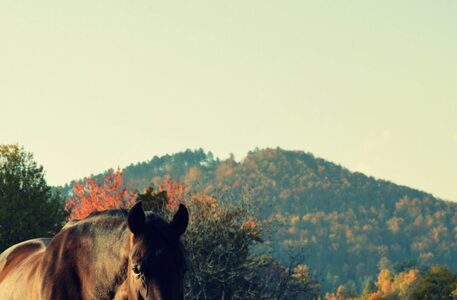 Priroda , Zvierata , les , ... atd ...