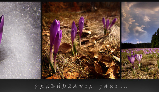 Priroda , Zvierata , les , ... atd ...